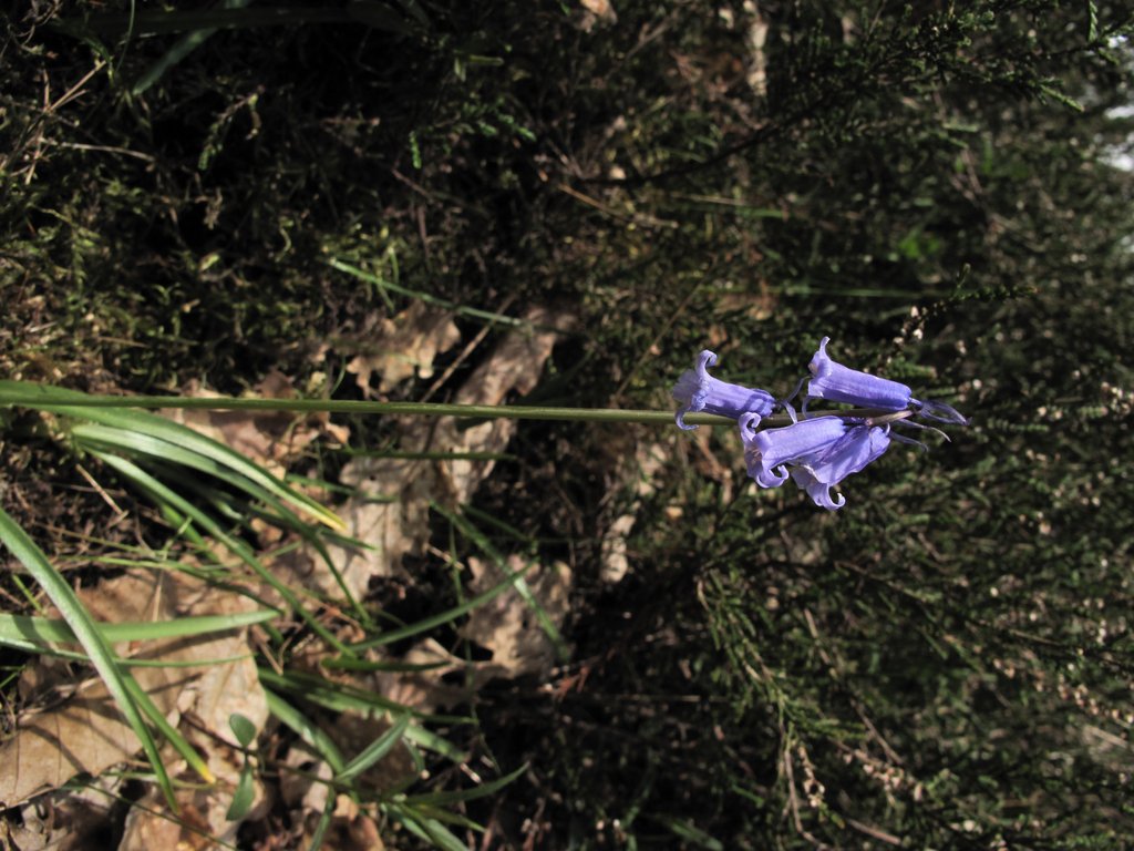 Hyacinthoides non-scripta